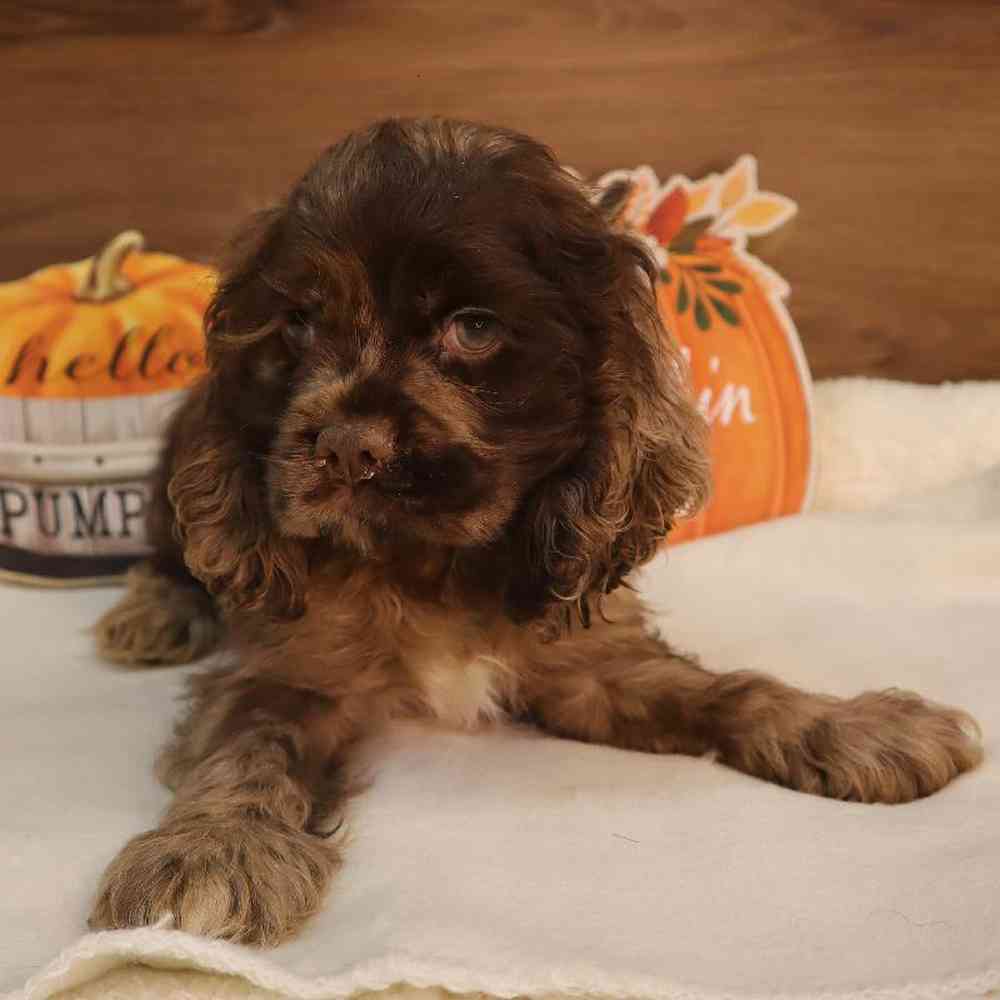 Male Cocker Spaniel Puppy for sale