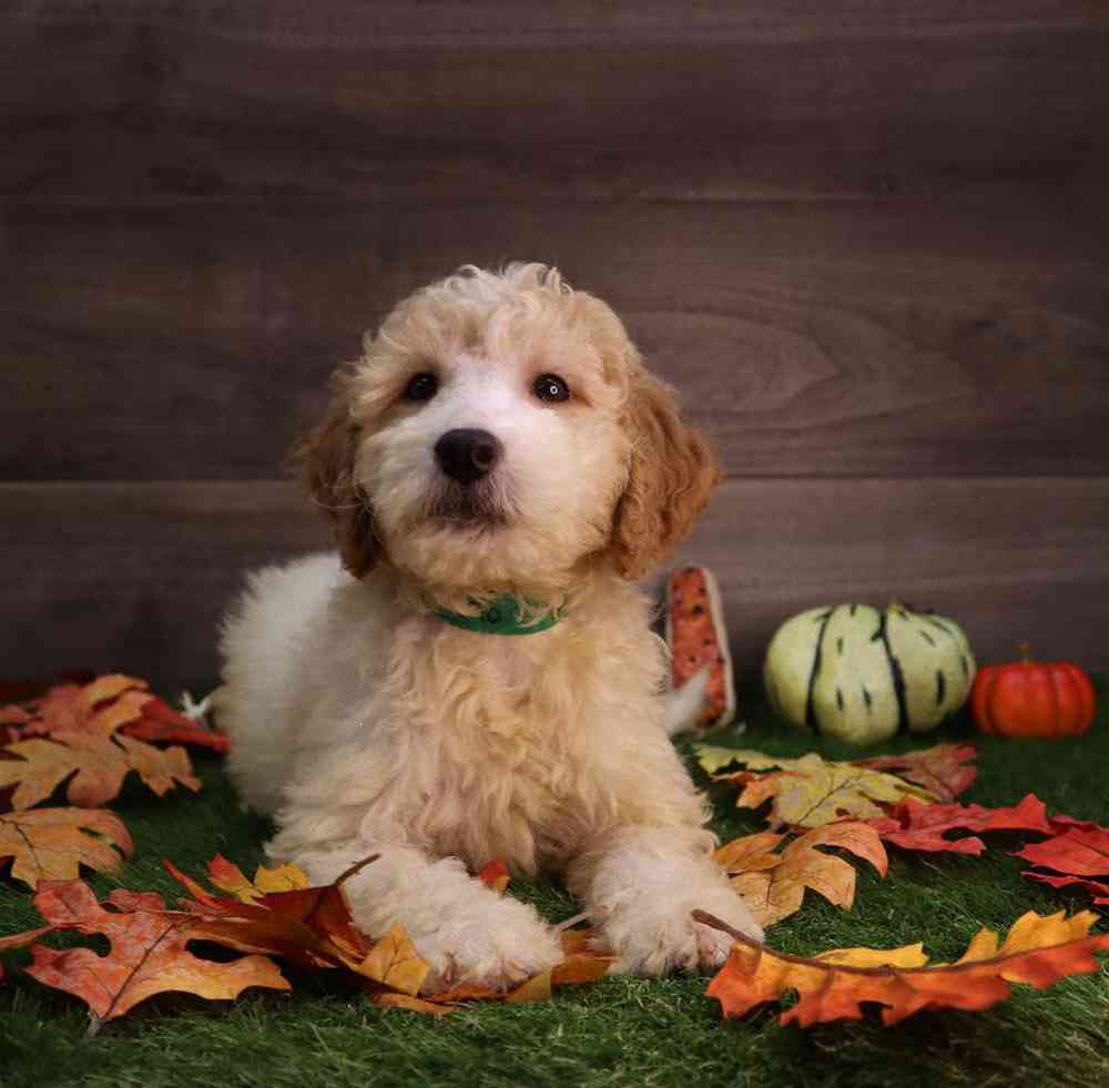 carousel pet images