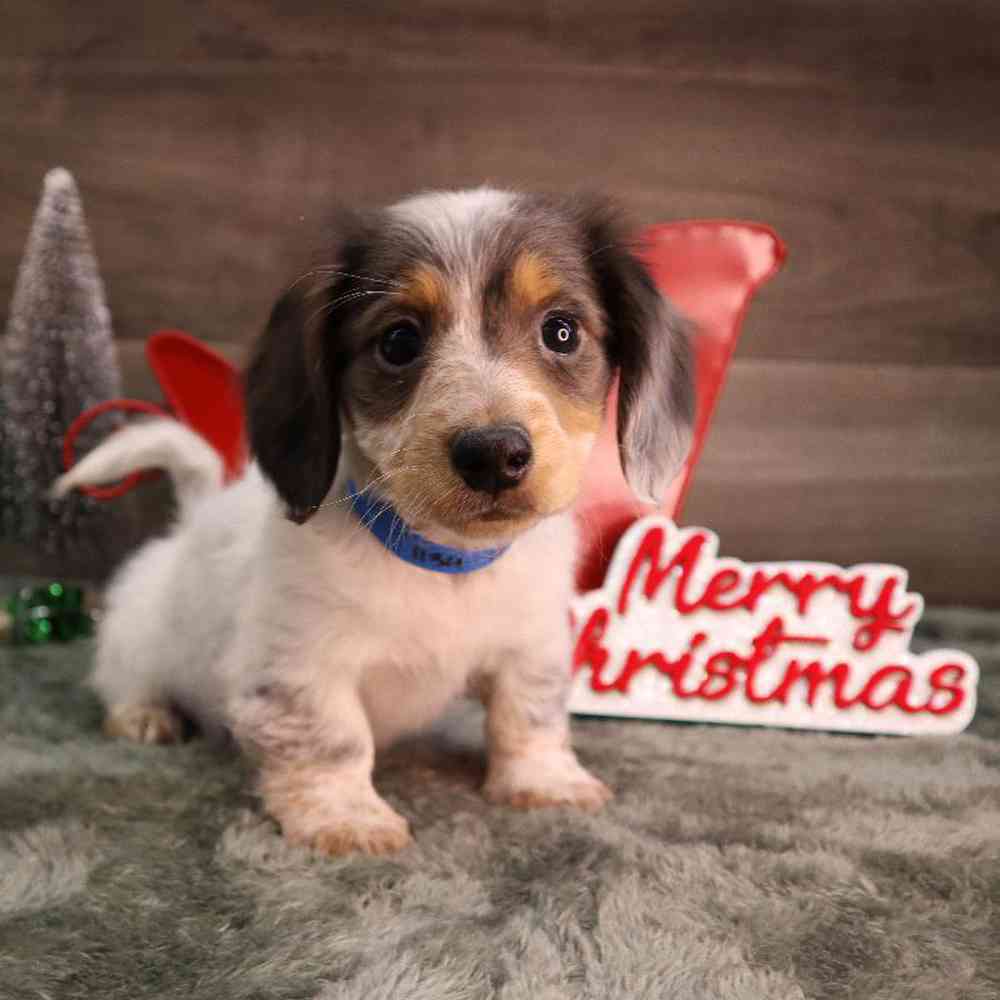 Male Dachshund Puppy for Sale in Blaine, MN