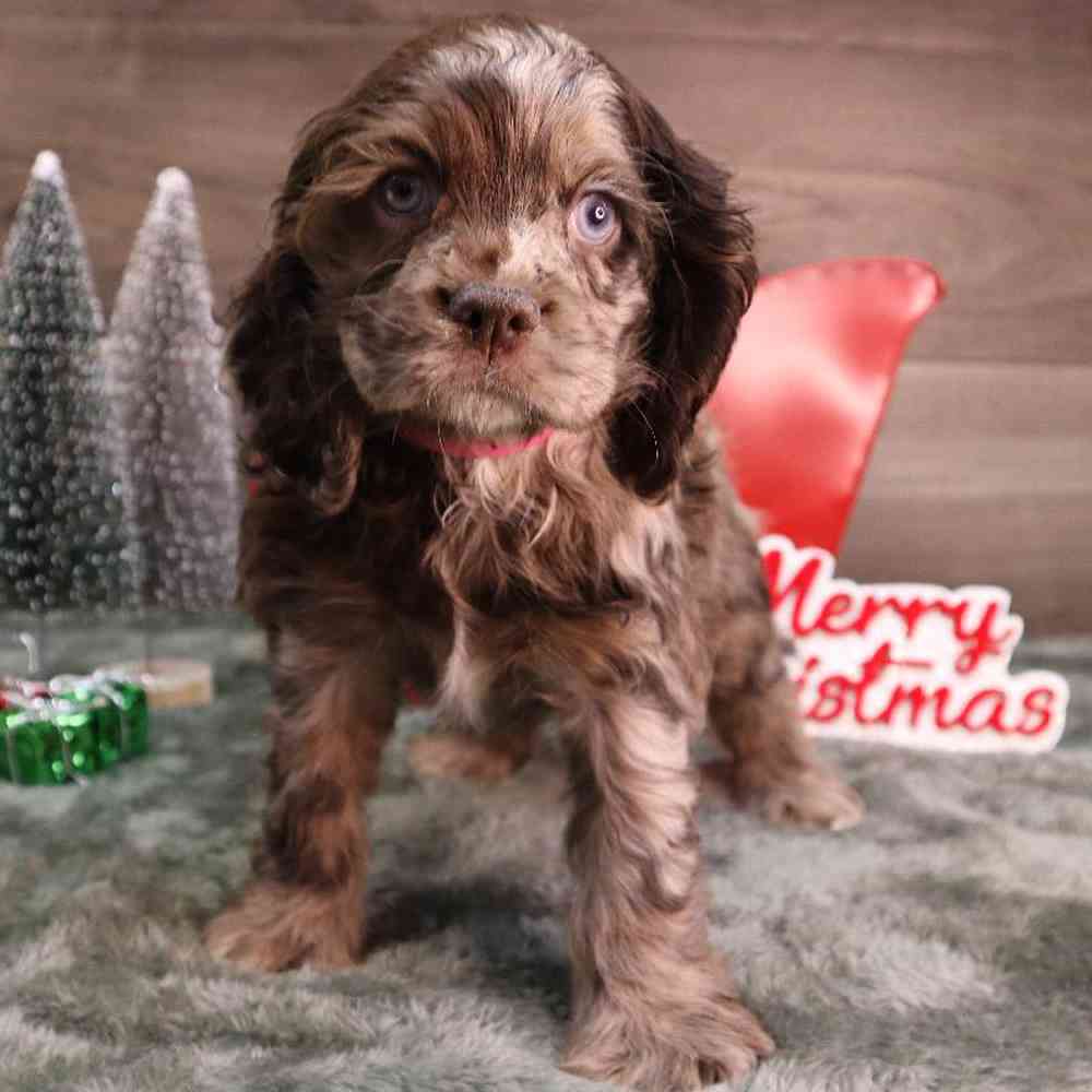 Female Cocker Spaniel Puppy for Sale in Blaine, MN