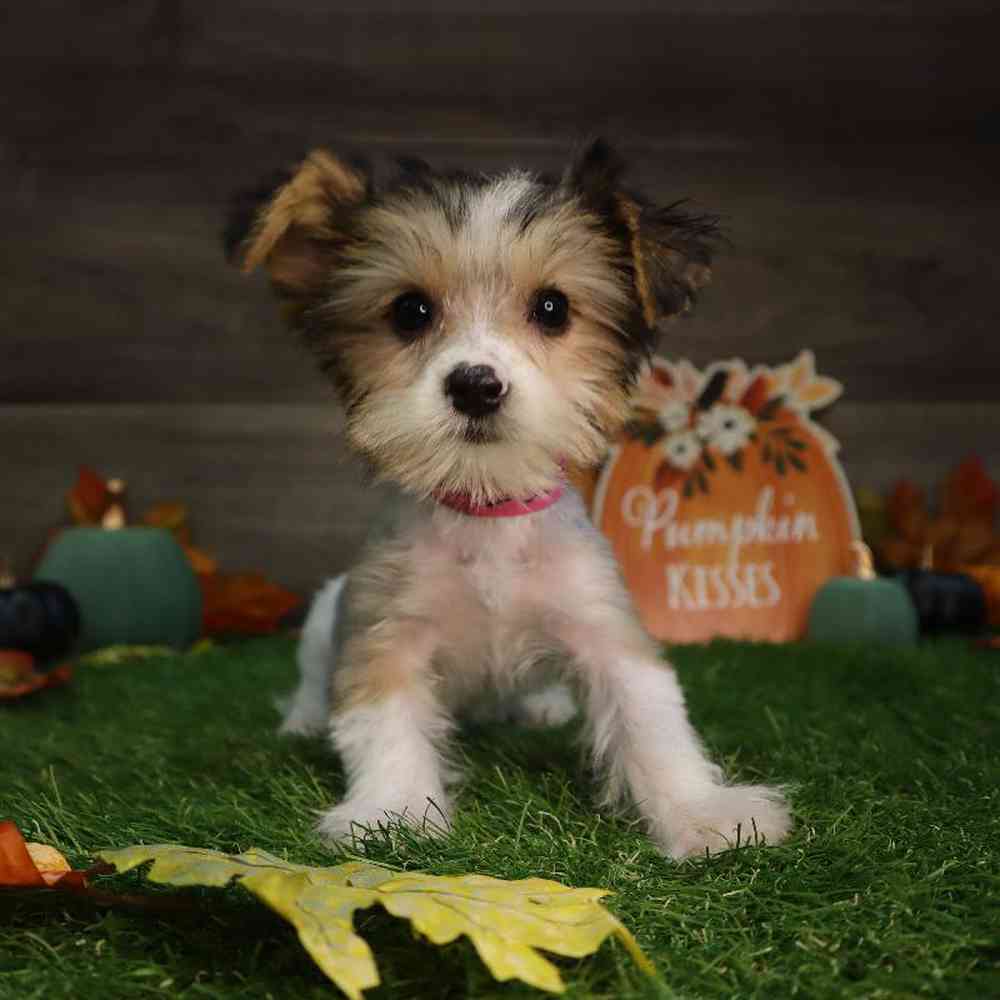 carousel pet images