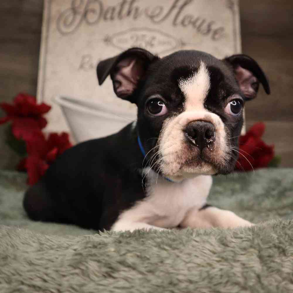 Male Boston Terrier Puppy for Sale in Blaine, MN