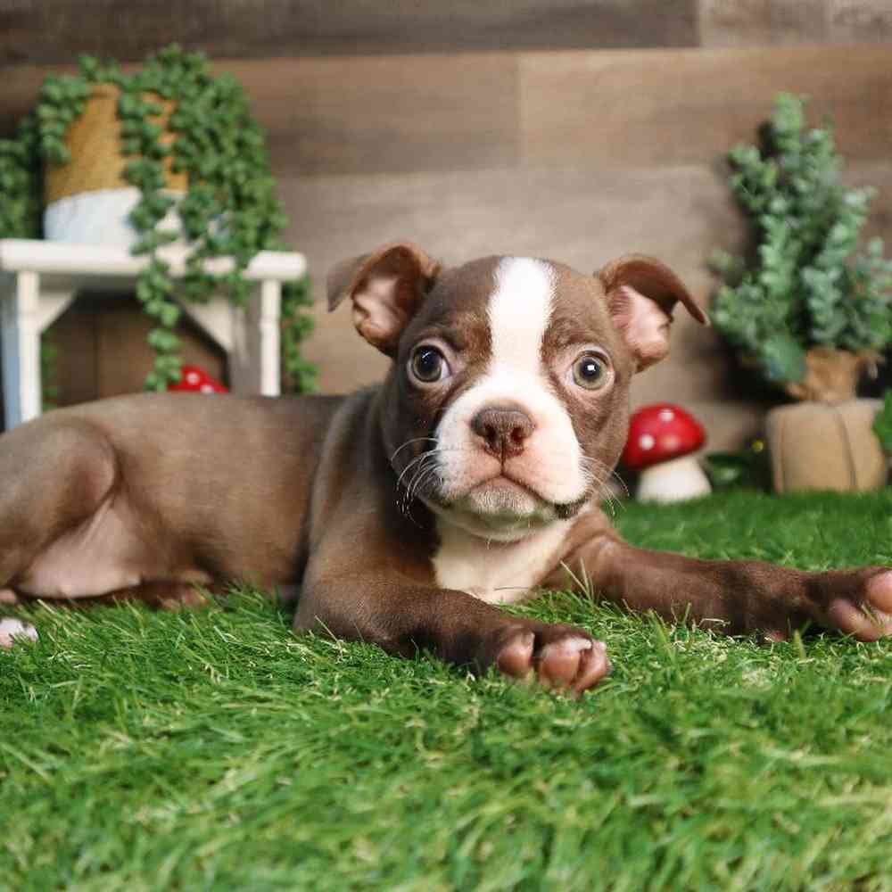 carousel pet images