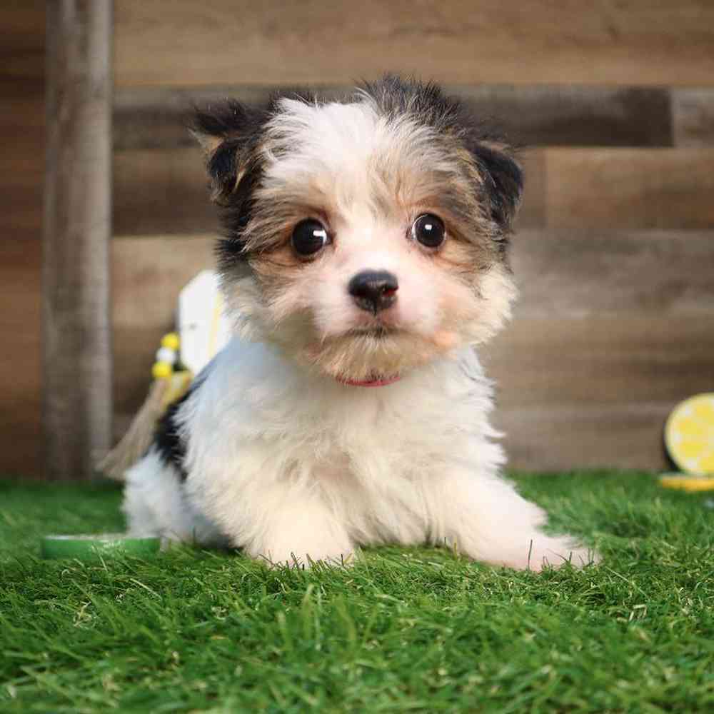 carousel pet images