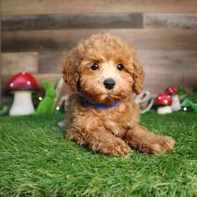 Mini Poodle