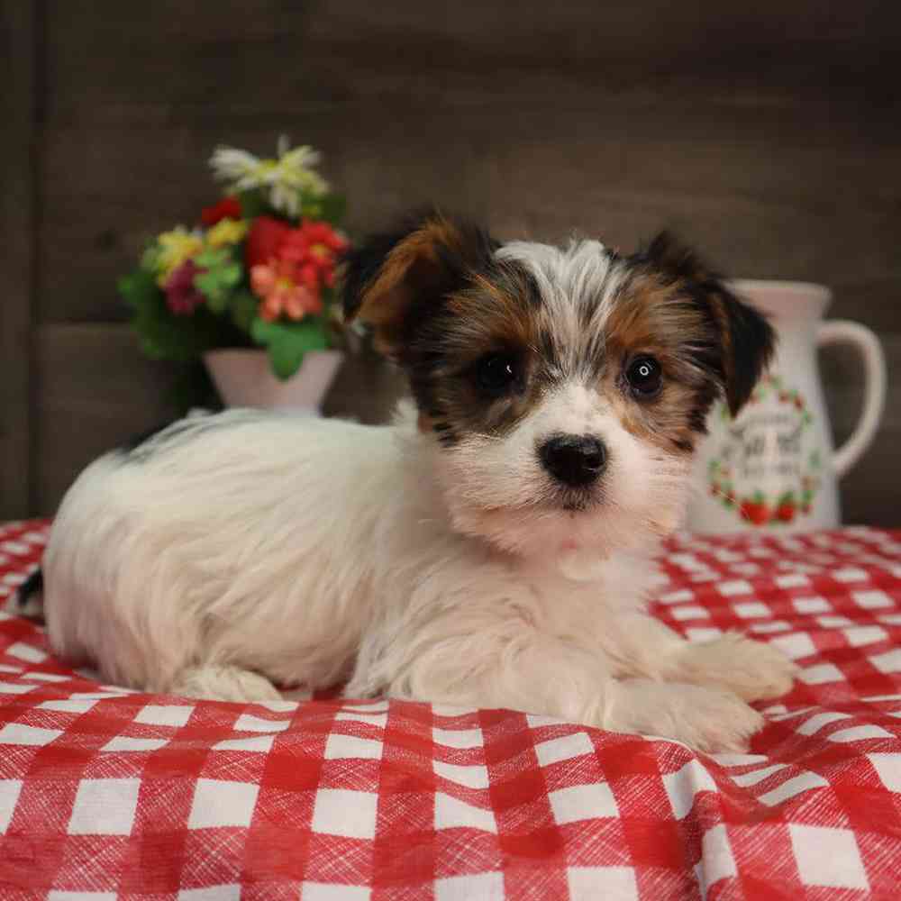 Female Yorkshire Terrier Puppy for Sale in Blaine, MN