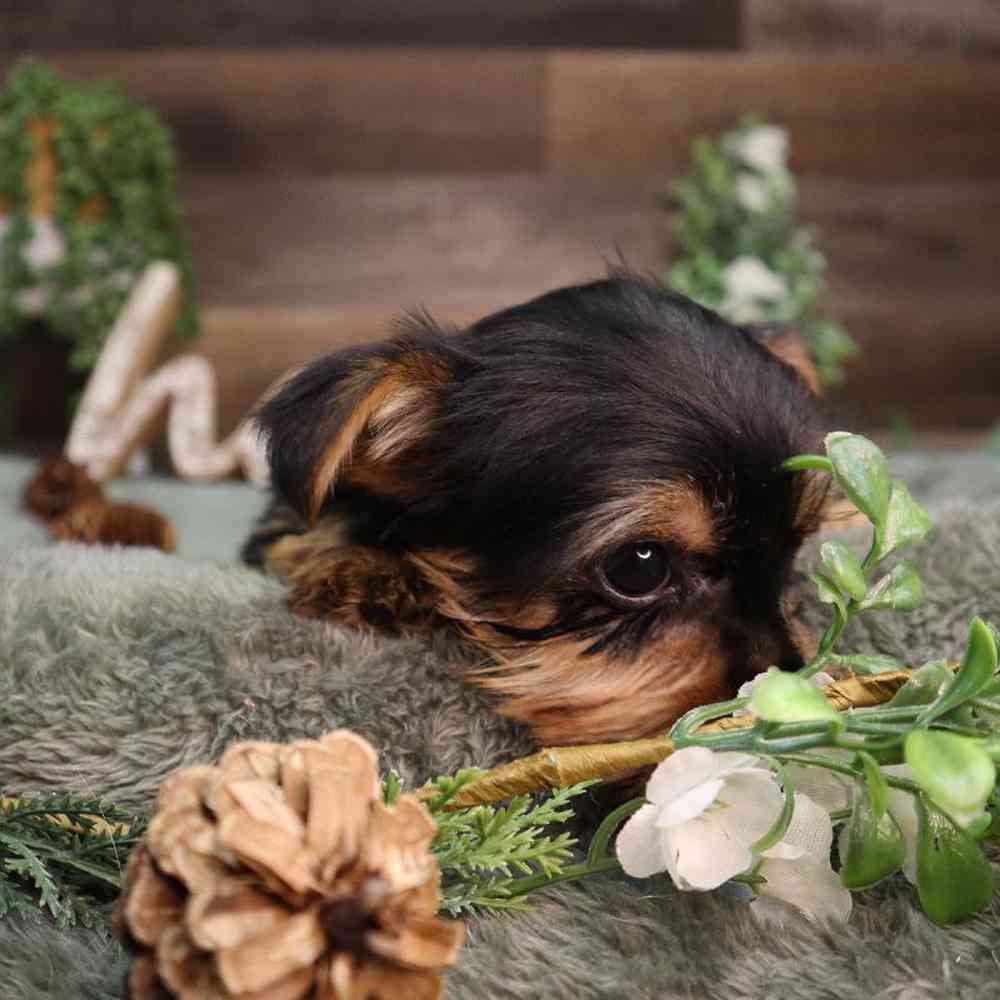 carousel pet images