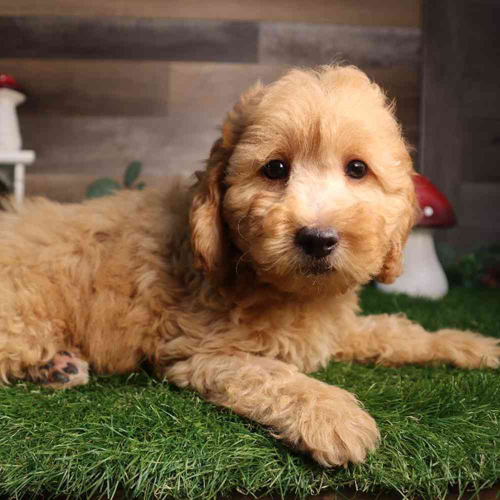 carousel pet images