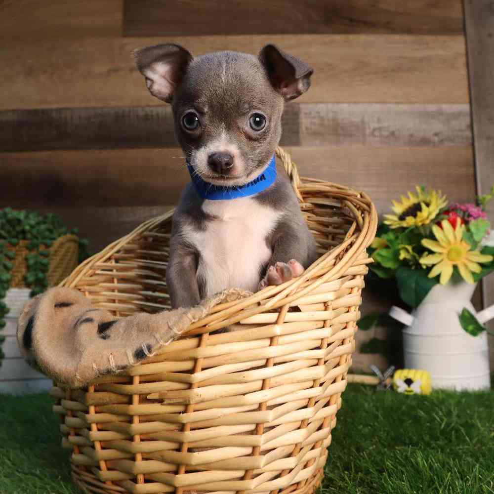 carousel pet images