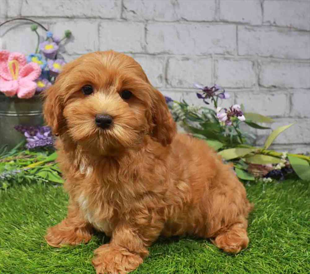 carousel pet images