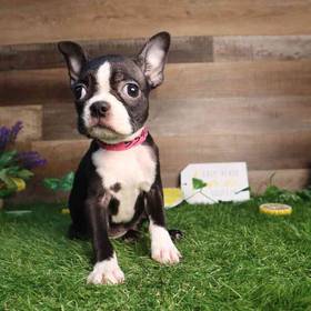 Boston Terrier