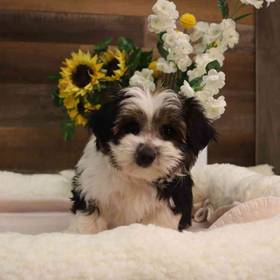 Morkie