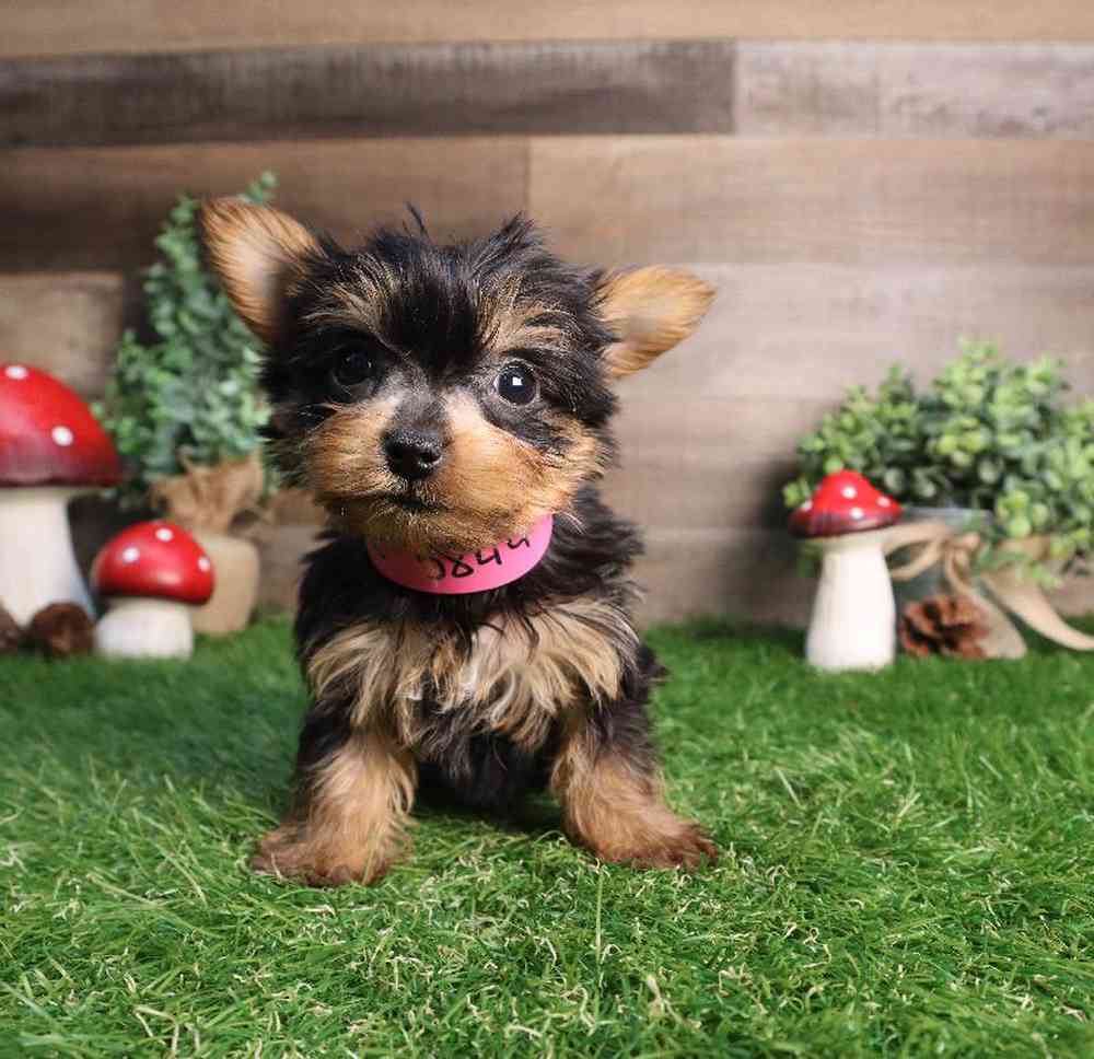 carousel pet images