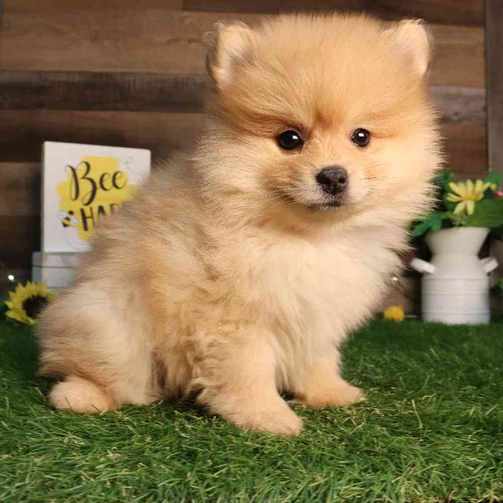Female Pomeranian Puppy for Sale in Blaine, MN