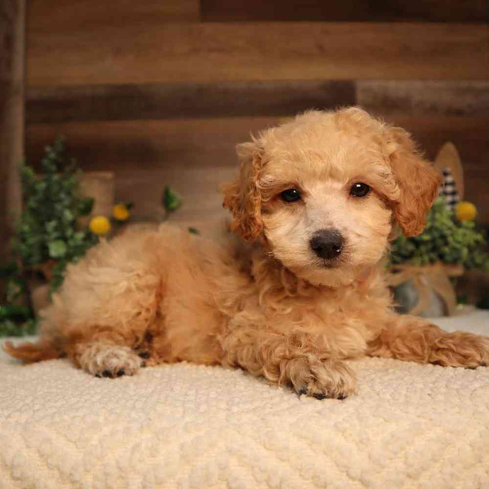 Female Mini Poodle Puppy for Sale in Blaine, MN