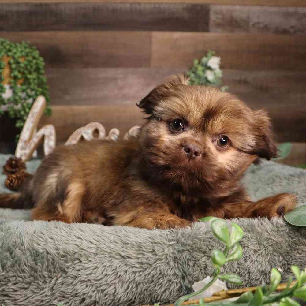 carousel pet images