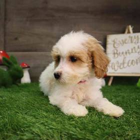 Mini Goldendoodle