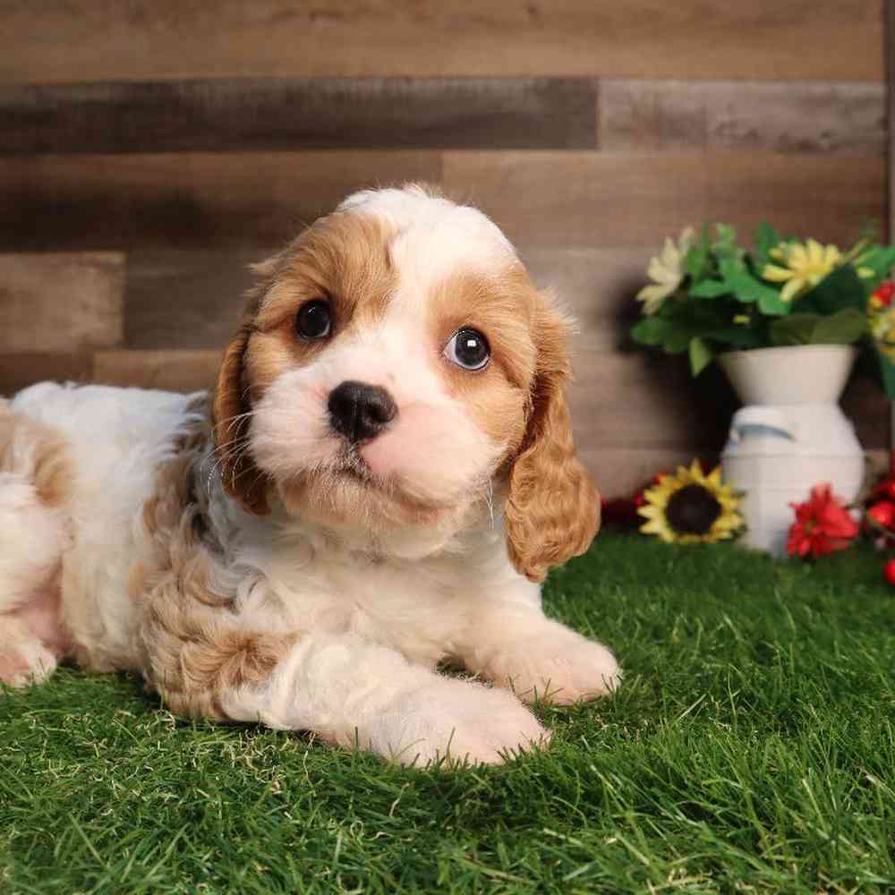 Male Cavachon Puppy for Sale in Blaine, MN