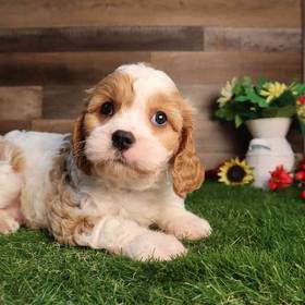 Cavachon