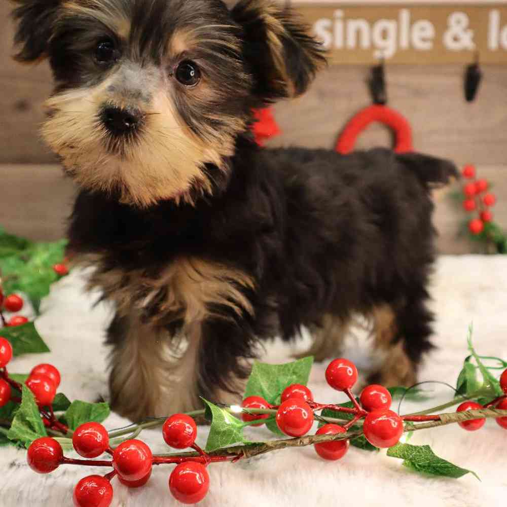 Female Yorkshire Terrier Puppy for Sale in Blaine, MN