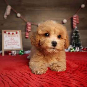 Bichon-Poo