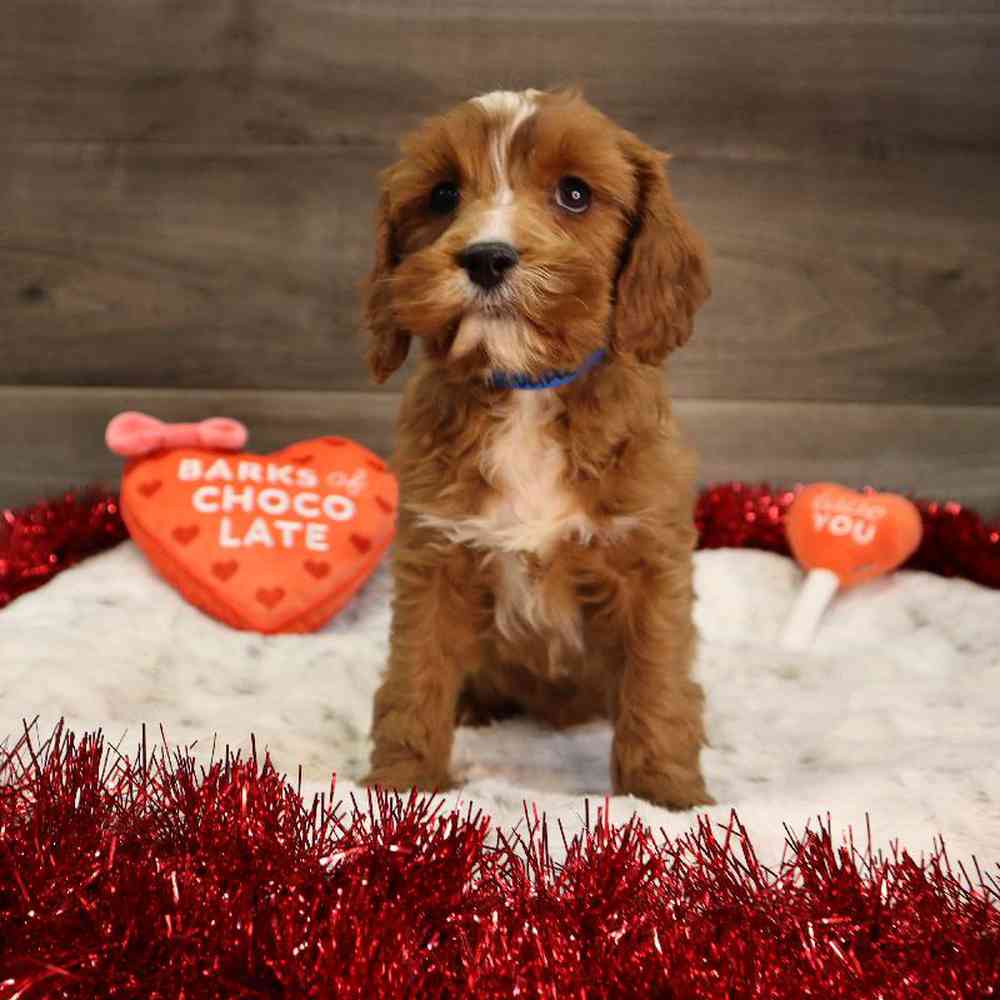 Male Cavapoo Puppy for Sale in Blaine, MN