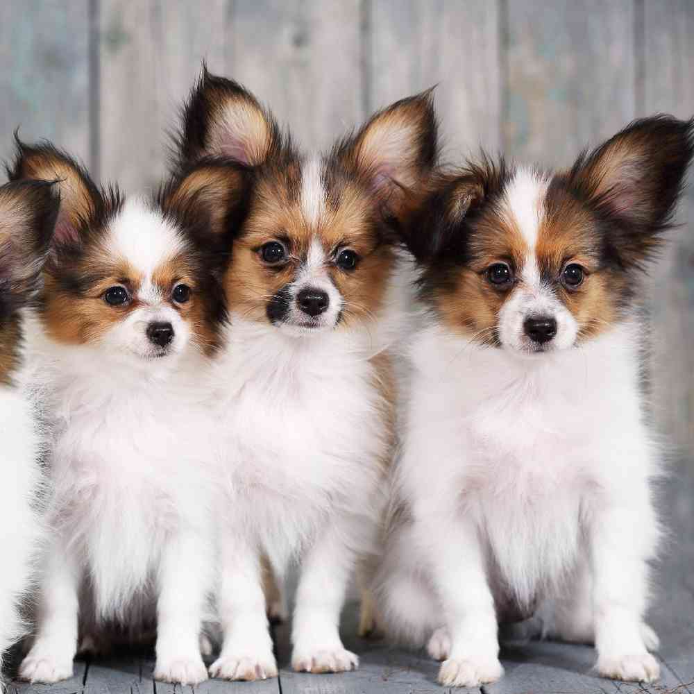 Papillon Puppies for sale Four Paws and a Tail