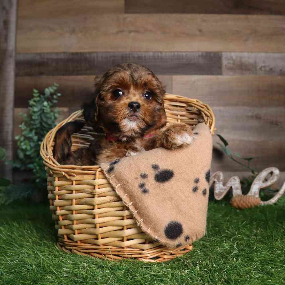 Image of a pet breed in the gallery