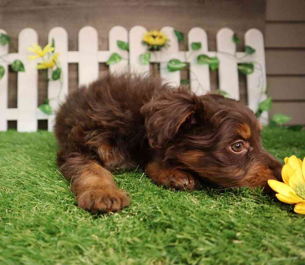 carousel pet images