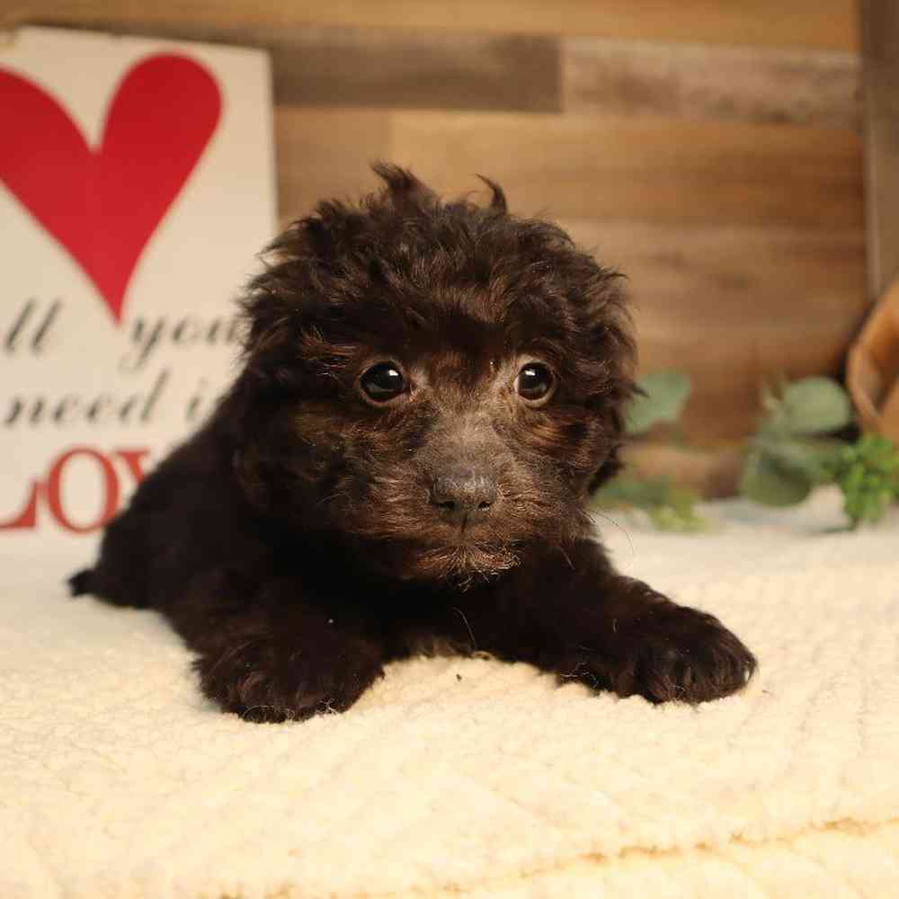 Mini Walrus Puppies for sale - Four Paws and a Tail