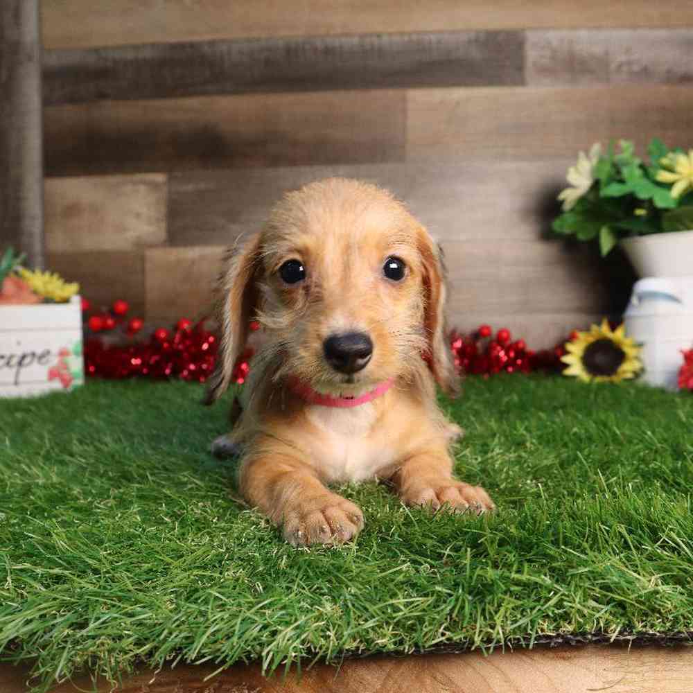 Female Dachshund Puppy for Sale in Blaine, MN