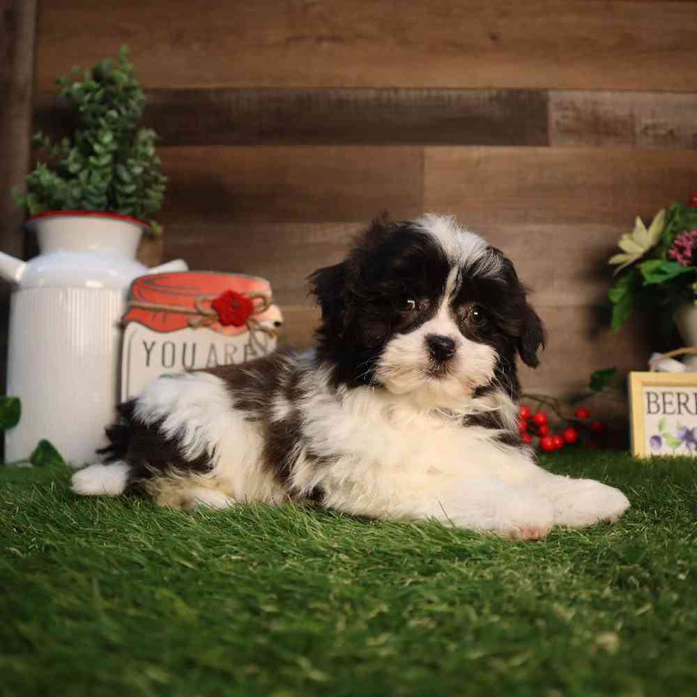 Male Teddy Bear Puppy for Sale in Blaine, MN