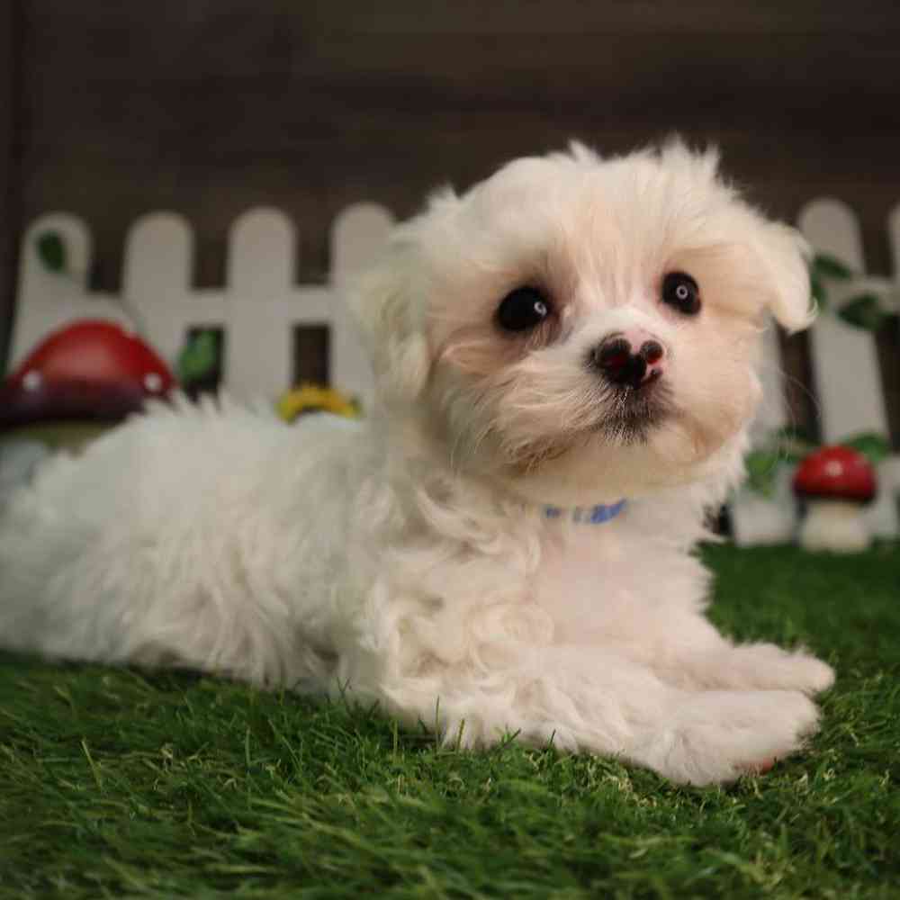 carousel pet images