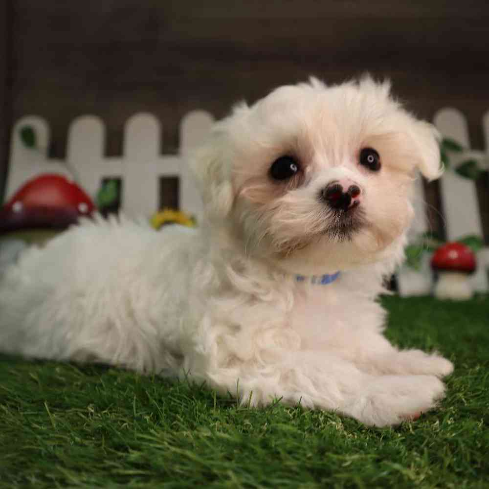 Male Maltese Puppy for Sale in Blaine, MN