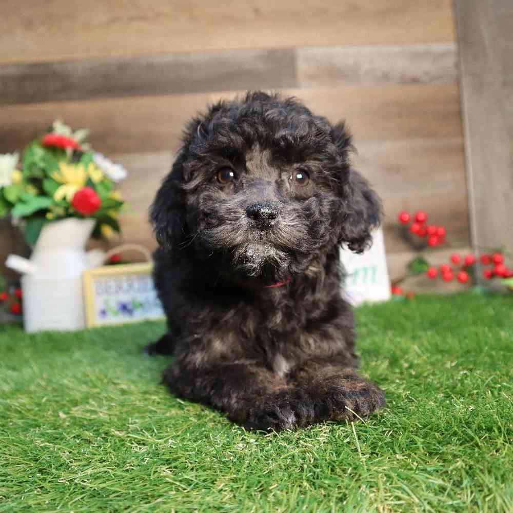 carousel pet images