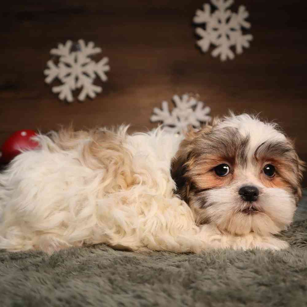 carousel pet images
