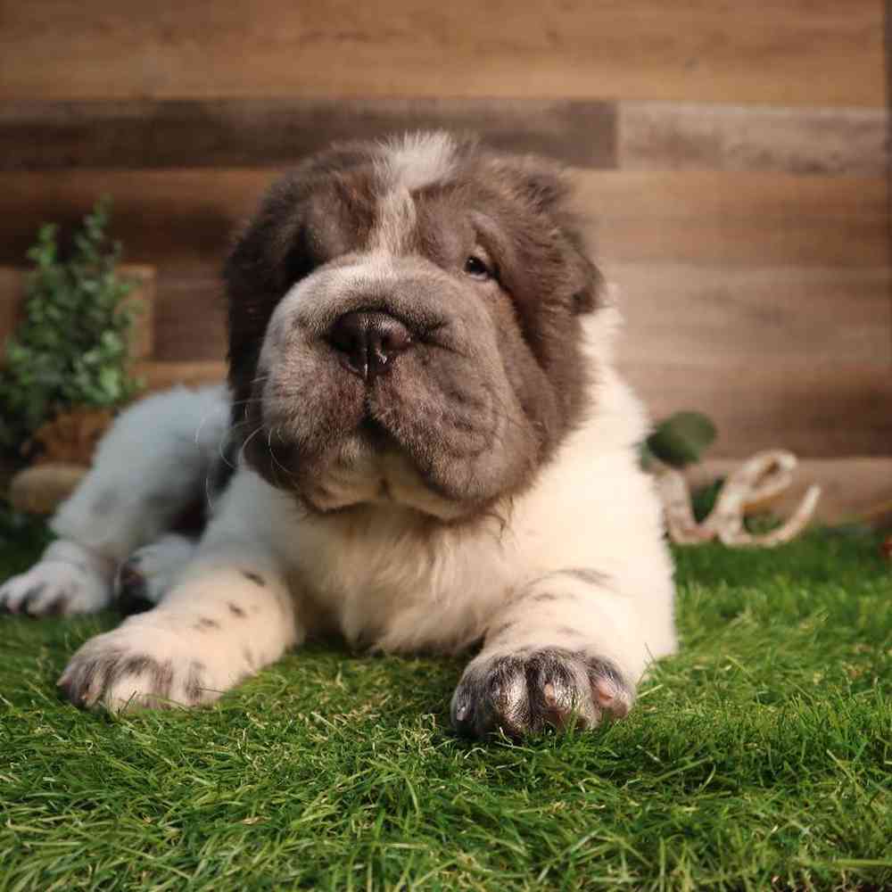 carousel pet images