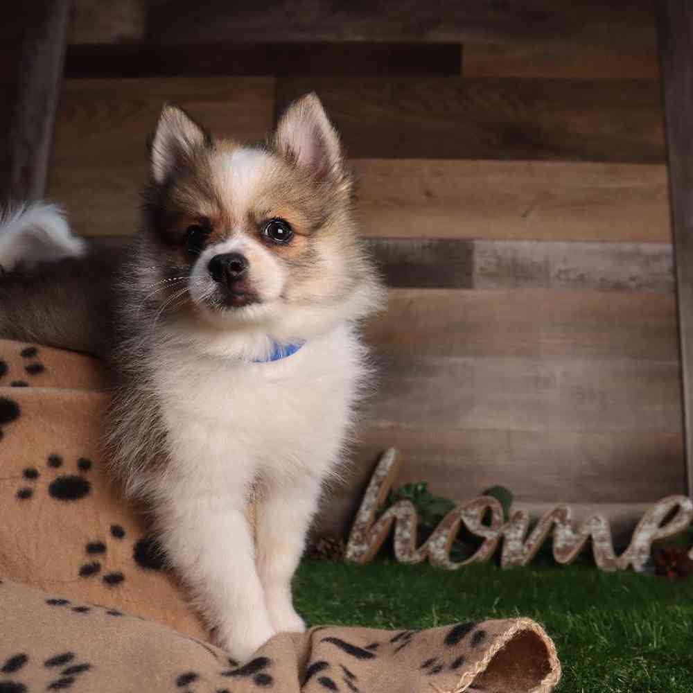 carousel pet images
