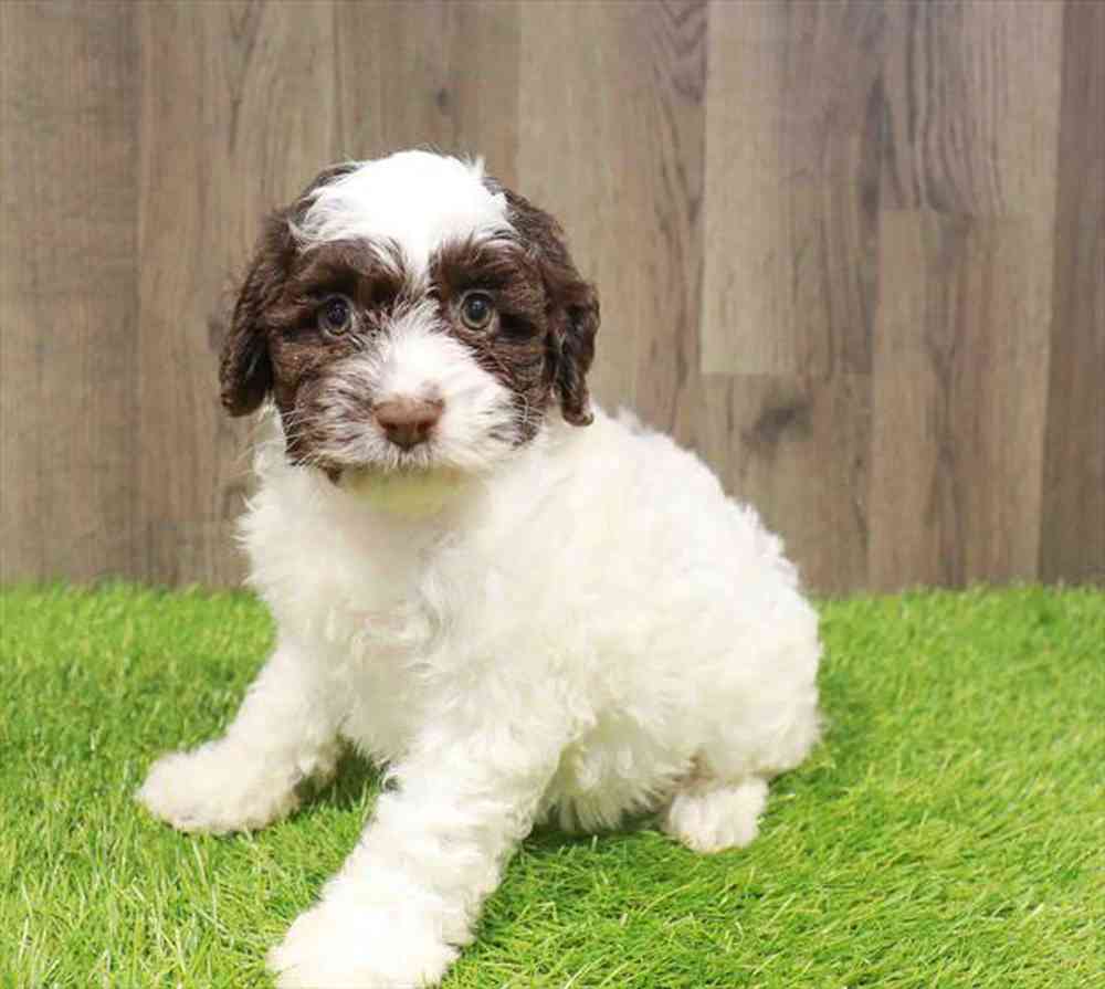 carousel pet images