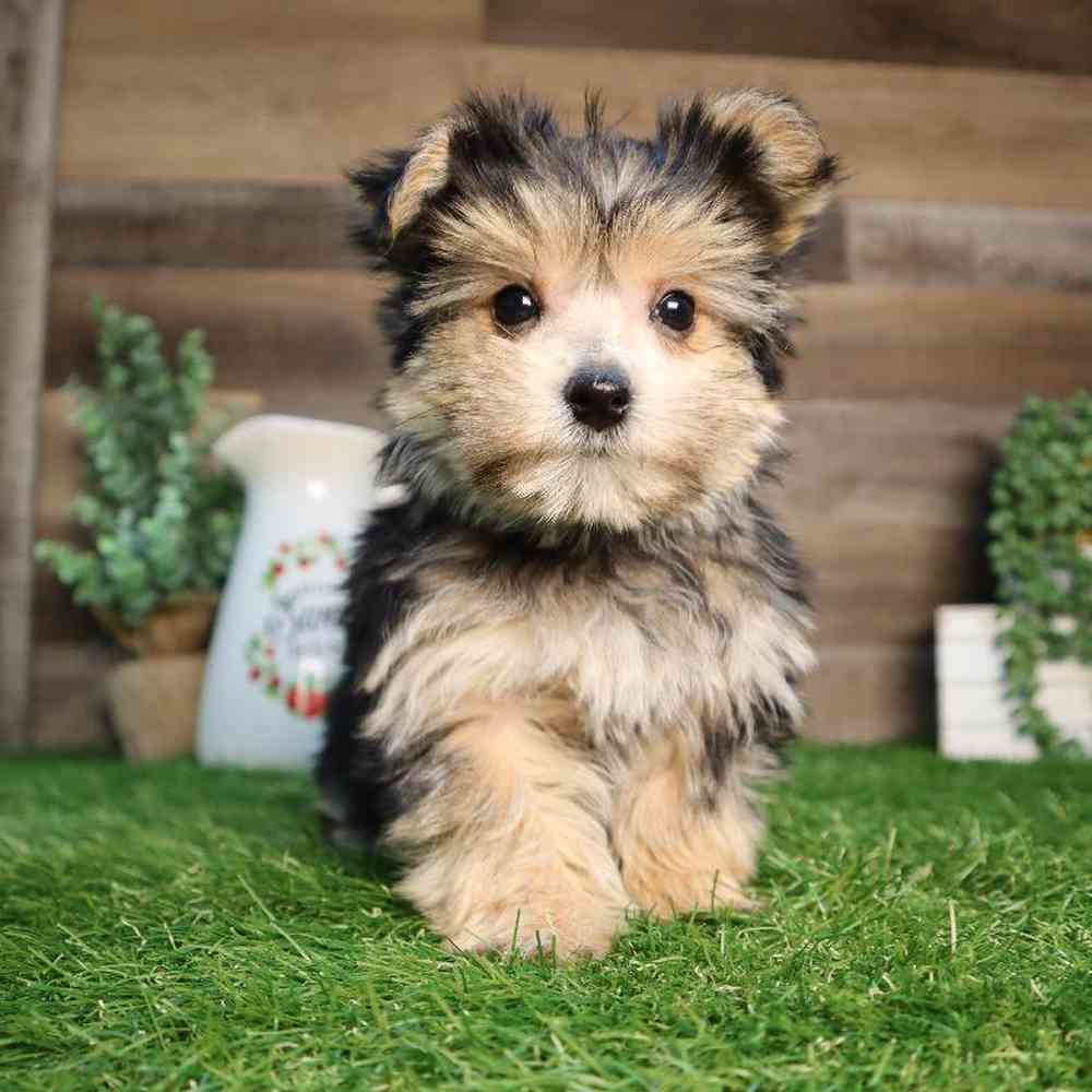 Male Morkie Puppy for Sale in Blaine, MN