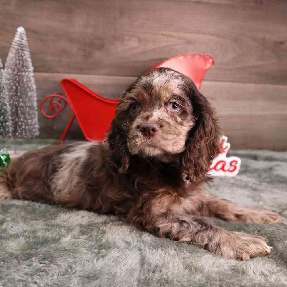 Female Cocker Spaniel Puppy for Sale in Blaine, MN