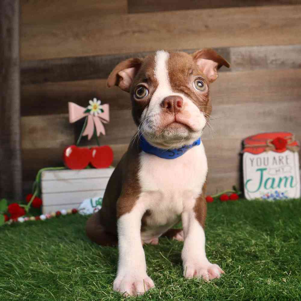 carousel pet images