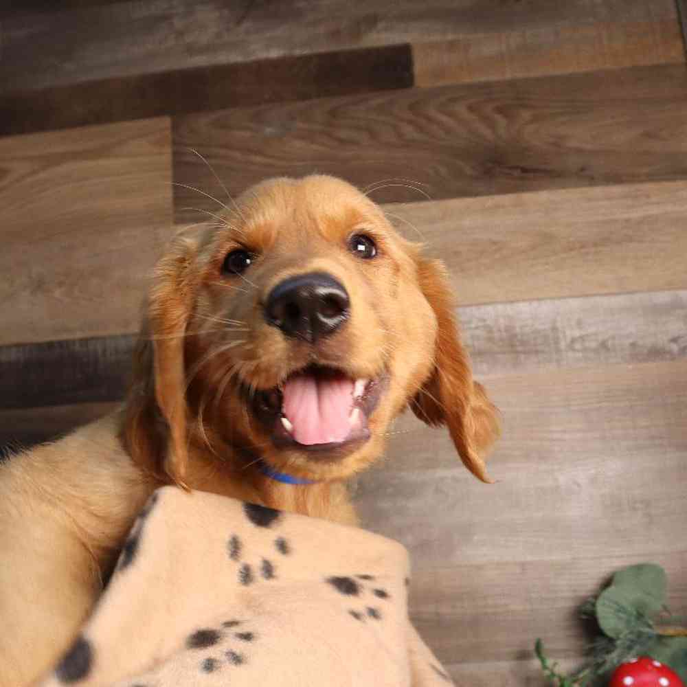 carousel pet images
