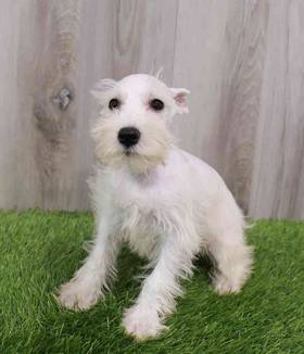 Mini Schnauzer