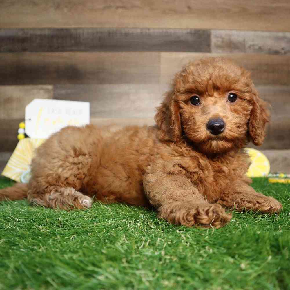 carousel pet images