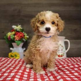 Poodle