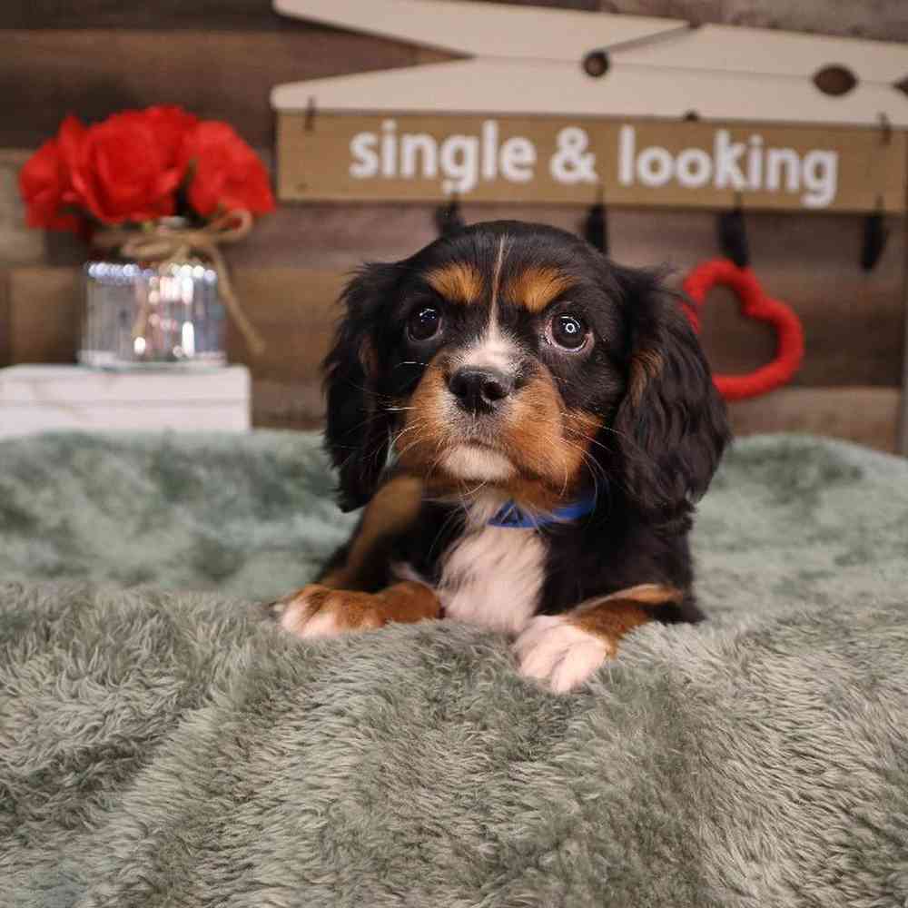 carousel pet images