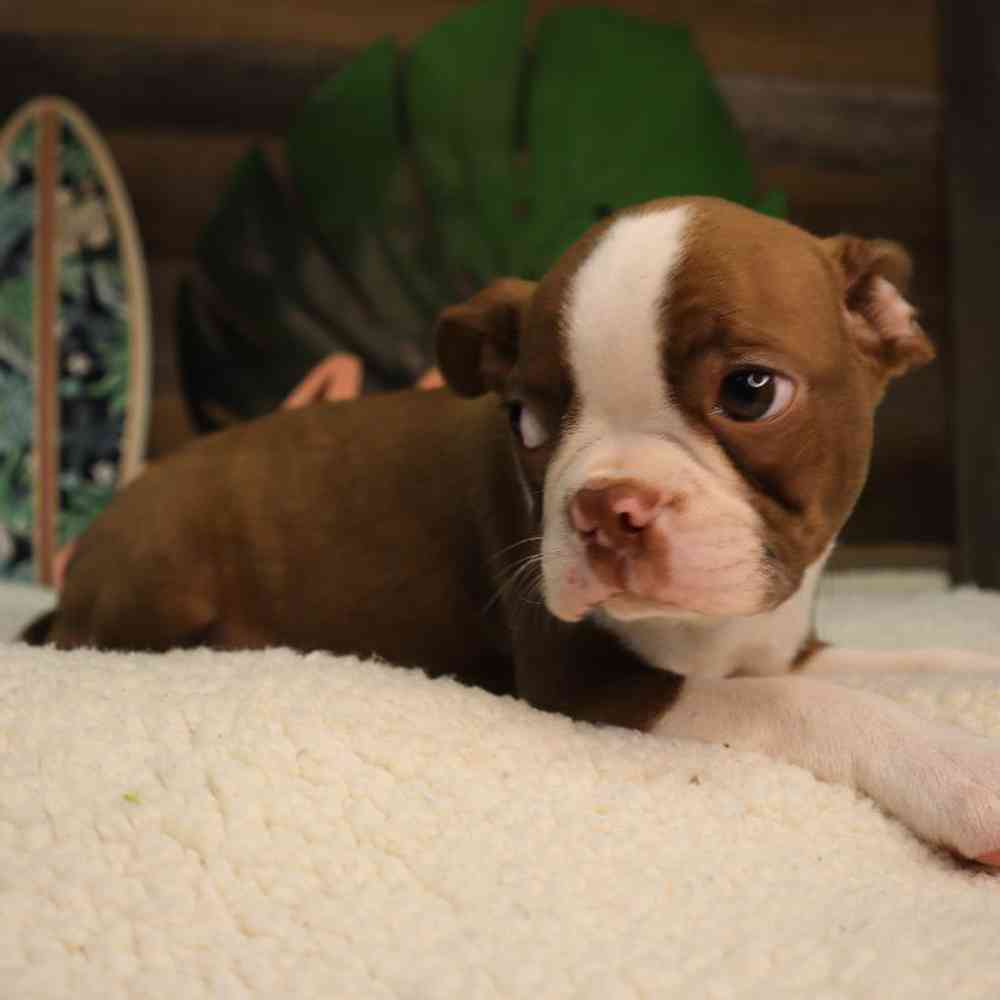Male Boston Terrier Puppy for Sale in Blaine, MN