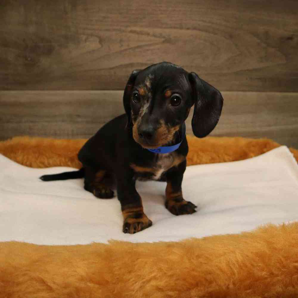 Male Dachshund Puppy for sale