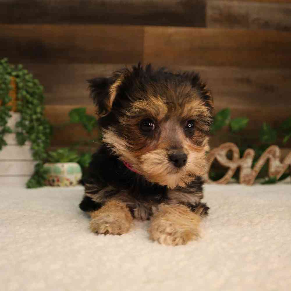 Female Morkiechon Puppy for Sale in Blaine, MN